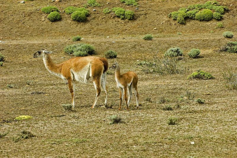 20071213 115938 D2X 4200x2800.jpg - Guanaco (a woolier llama), Torres del Paine National Park